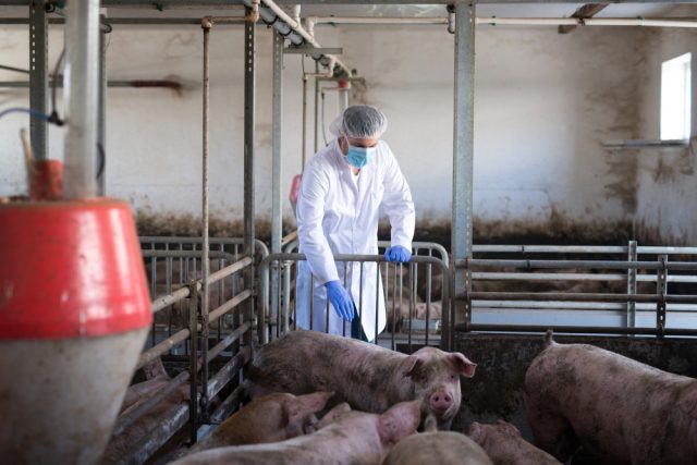 Veterinarian Observing Pigs Pig Farm Checking Their Health Growth