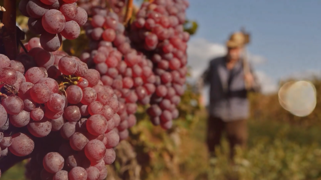Vinarija