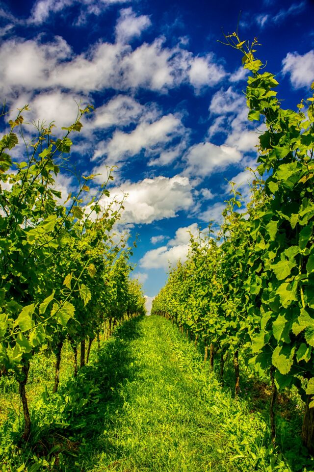 Vinograd