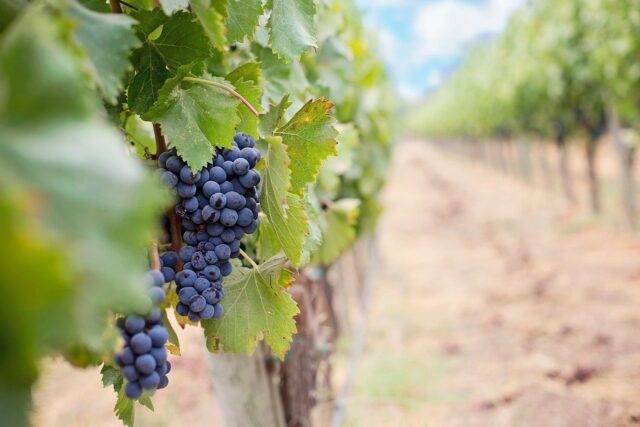 Vinograd