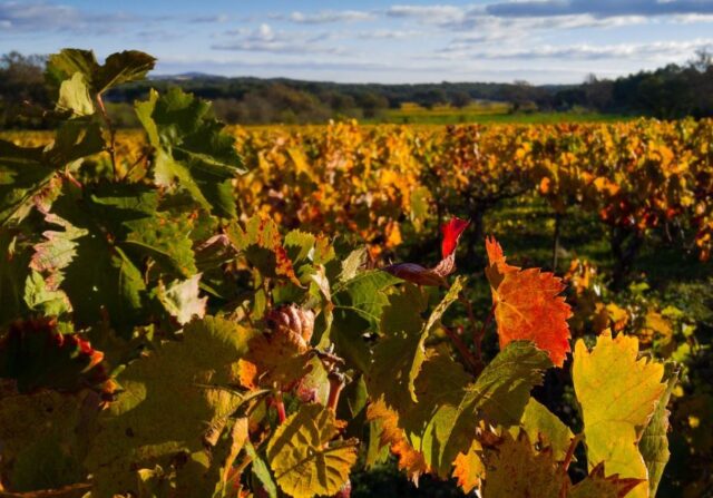 Vinograd Pixabay