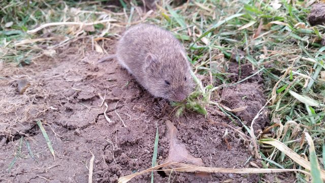 Vole 688254 1920
