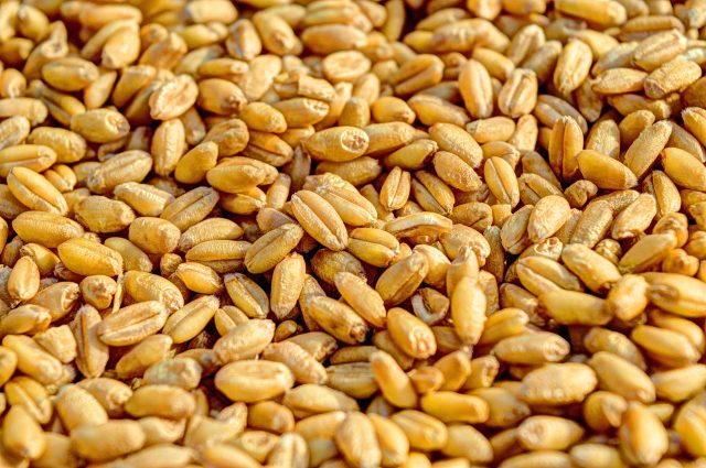 Wheat 381848 1920