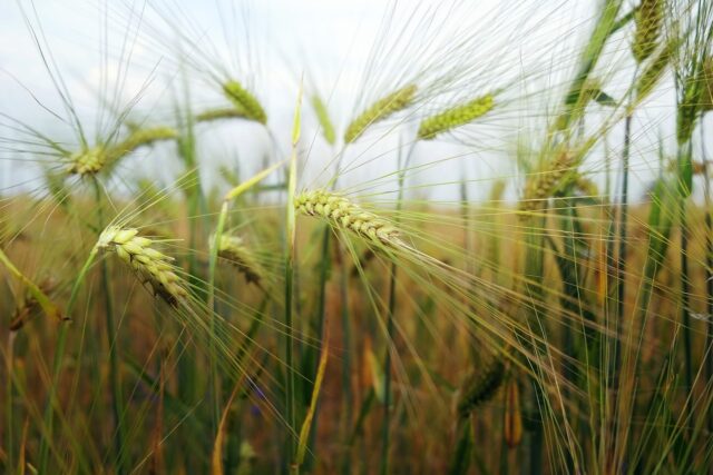Wheat 4258792 1280