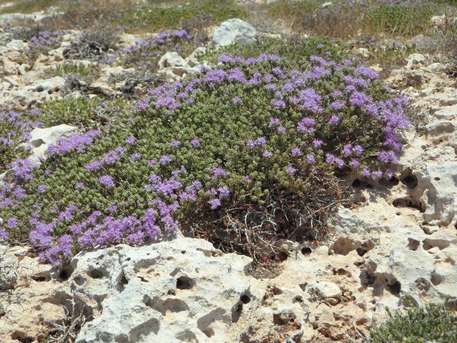Wild Thyme 122424 1920